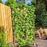 Création de jardin :
